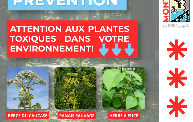 🌿 Attention aux plantes toxiques dans votre environnement!
